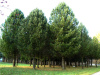 Сосна кедровая сибирская, или Сибирский кедр  (лат. Pinus sibirica), семена