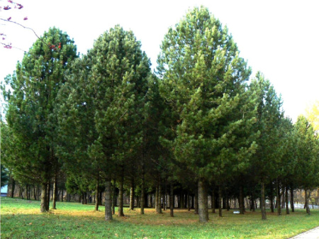 Сосна кедровая сибирская, или Сибирский кедр  (лат. Pinus sibirica), семена