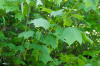 Клен пенсильванский (лат. Acer pensylvanicum), семена