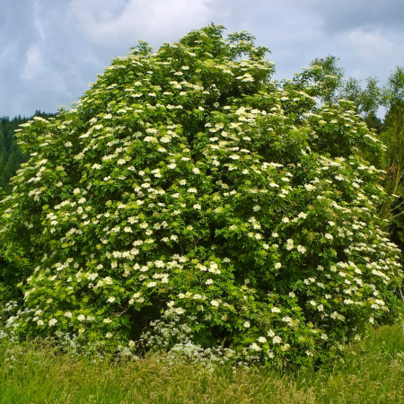 Бузина черная (лат. Sambucus nigra), семена