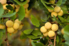 Гинкго Билоба (лат. Ginkgo Biloba), семена