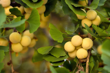 Гинкго Билоба (лат. Ginkgo Biloba), семена