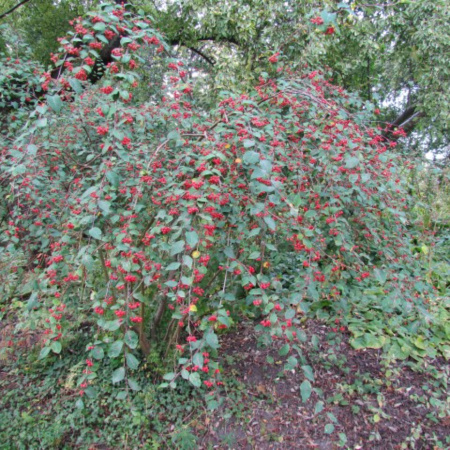Кизильник розовый (лат. Cotoneaster roseus Edgew.), семена
