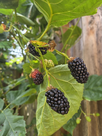 Шелковица черная (лат. Morus nigra), семена