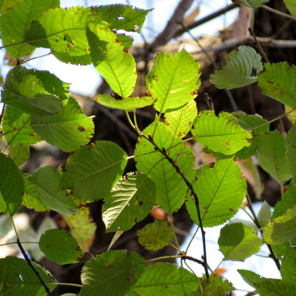Береза вишневая (лат. Betula lenta), семена 0,2 грамма