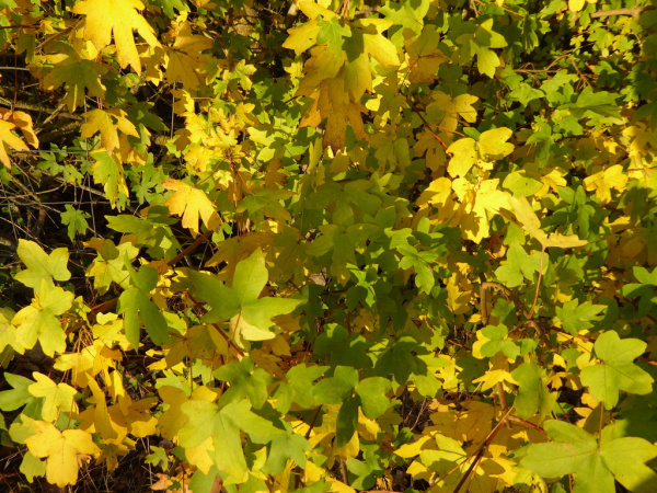 Клен полевой (лат. Acer campestre), семена