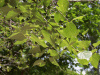Каркас южный (лат. Celtis australis), семена