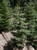 Пихта одноцветная (лат. Abies concolor), семена