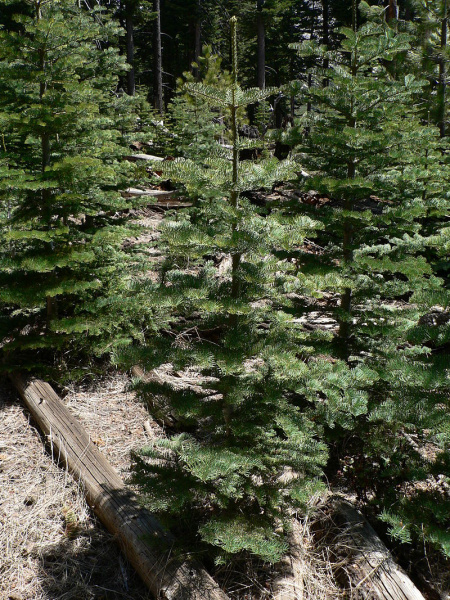 Пихта одноцветная (лат. Abies concolor), семена