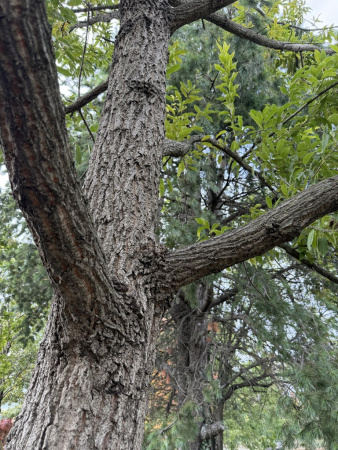 Дуб острейший (лат. Quercus acutissima) 10 шт, семена 
