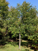Липа американская (лат. Tilia americana), семена