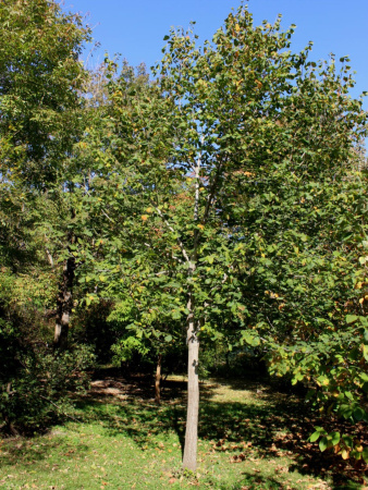 Липа американская (лат. Tilia americana), семена