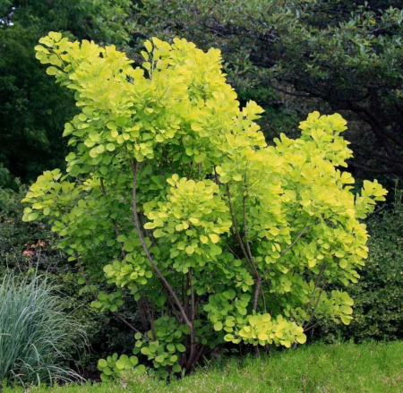 Скумпия кожевенная Голден Спирит (Cotinus coggygria 'Golden Spirit'), семена