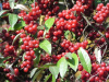 Лох зонтичный (лат. Elaeagnus umbellata), семена