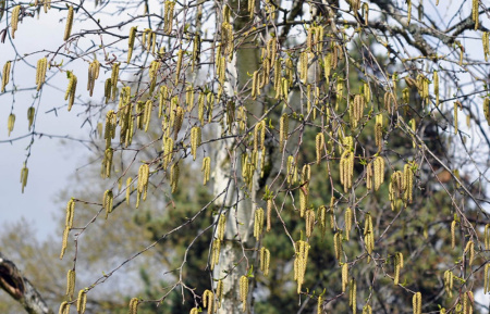Береза повислая "Далекарлийская" (лат. Betula pendula f. dalecarlica), семена