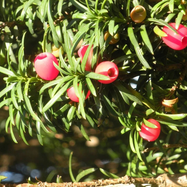 Тис средний Хикси (лат. Taxus media Hicksii), семена
