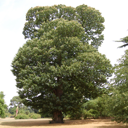 Каштан посевной (лат. Castanea sativa) 10 шт, семена 