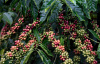 Кофе аравийский (лат. Coffea arabica), семена
