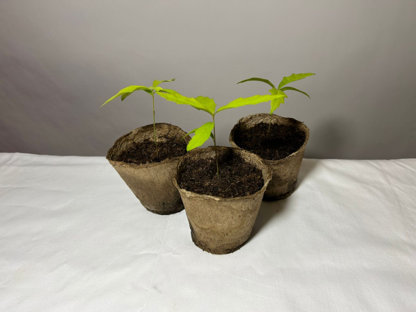 Дуб болотный (лат. Quercus palustris), сеянец, 3 шт 