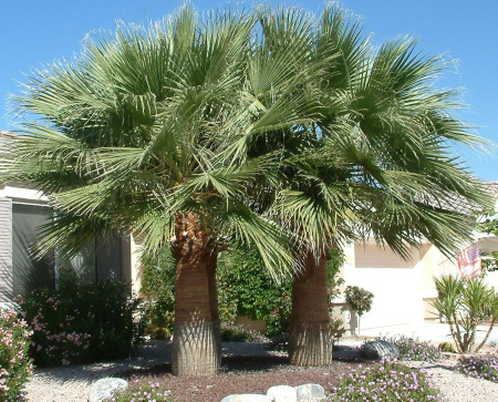 Пальма Вашингтония нитеносная, семена (лат. Washingtonia filifera)