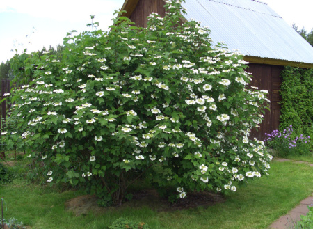 Калина ичанская (лат. Viburnum ichangense), семена