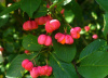 Бересклет европейский (лат. Euonymus europaeus), семена