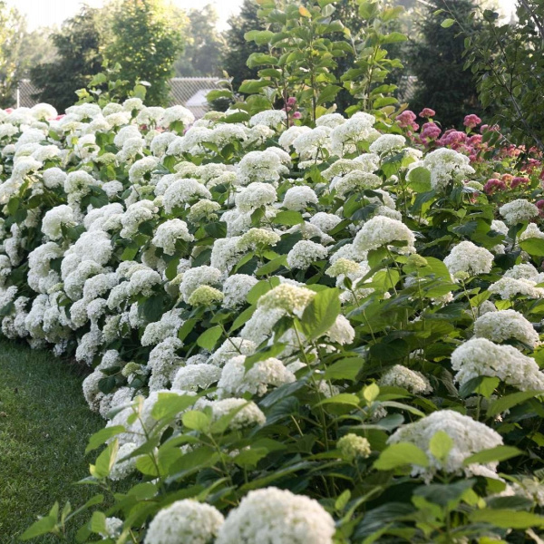 Гортензия древовидная Аннабель (лат. Hydrangea arborescens 'Annabelle')