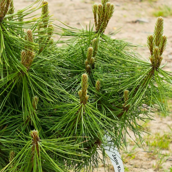 Сосна густоцветная (лат. Pinus densiflоra), семена