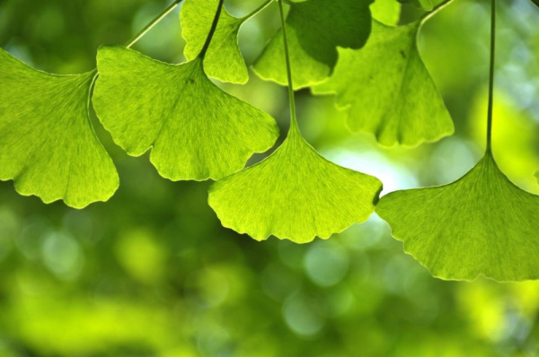Гинкго Билоба (лат. Ginkgo Biloba), семена