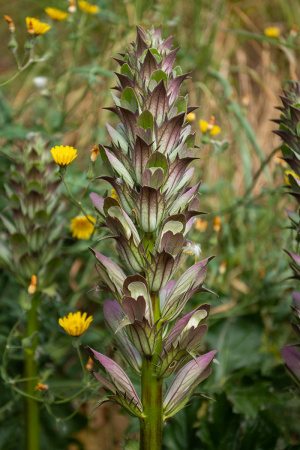 Акант обыкновенный (лат. Acanthus mollis), семена