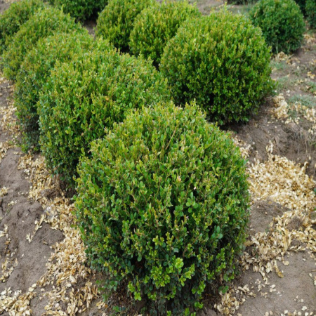 Самшит китайский (лат. Buxus sinica), семена 
