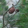 Сосна алеппская (лат. Pinus halepensis), семена