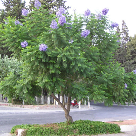 Жакаранда мимозолистная "Фиалковое дерево" (лат. Jacaranda mimosifolia), семена