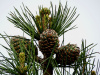 Сосна кедровая корейская, или Маньчжурский кедр (лат. Pinus koraiensis), семена