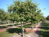 Боярышник шарлаховый (лат. Crataegus coccinea), семена