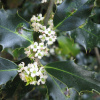Падуб остролистный (лат. Ilex aquifolium), семена