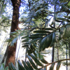 Тис китайский (лат. Taxus chinensis), семена