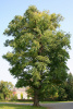 Бундук китайский, или китайское кофейное дерево (лат. Gymnocladus chinensis) , семена