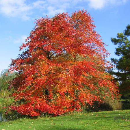Ликвидамбар смолоносный, или амбровое дерево (лат. Liquidambar styraciflua), семена 0,2 грамма