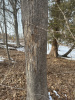 Клен остролистный (лат. Acer platanoides), семена