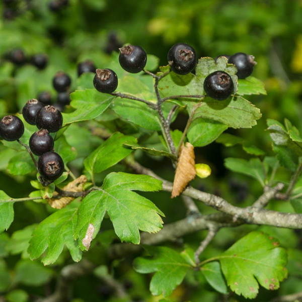 Боярышник пятипестичный (лат. Crataegus pentagyna), семена