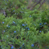 Можжевельник казацкий (лат. Juniperus sabina) шишкоягоды, семена
