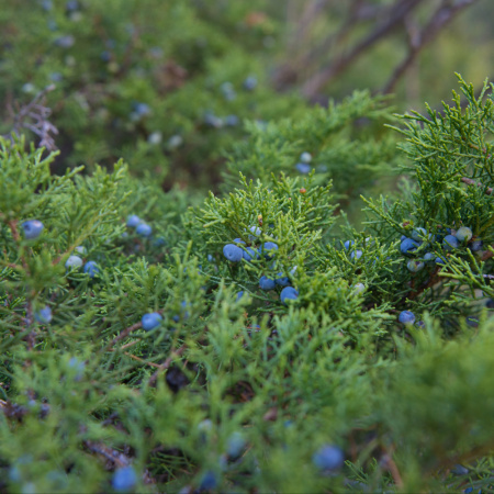 Можжевельник казацкий (лат. Juniperus sabina) шишкоягоды, семена