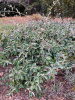 Лох крупнолистный (лат. Elaeagnus macrophylla), семена