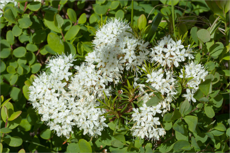 Рододендрон войлочный, или болотный (лат. Rhododendron tomentosum), семена 0,05 грамм