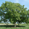 Орех Зибольда ф. сердцевидная (лат. Juglans sieboldiana Maxim), семена