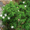 Каперсы колючие (лат. Capparis spinosa), семена 