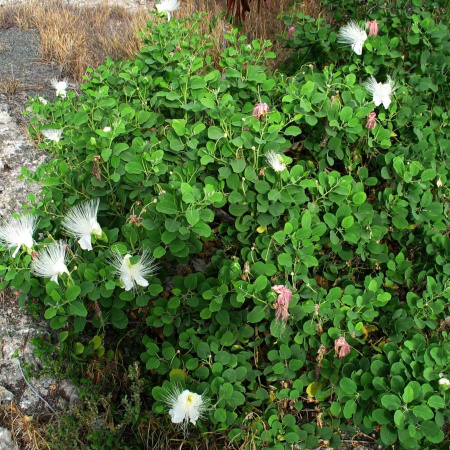 Каперсы колючие (лат. Capparis spinosa), семена 