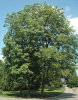 Кария иллинойская (лат. Carya illinoensis), семена