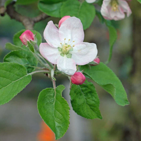 Яблоня домашняя, или культурная (лат. Malus domestica), семена 